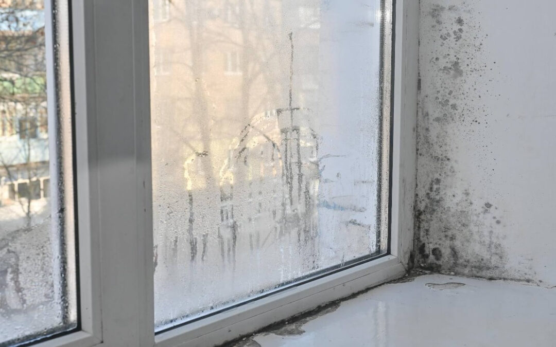 7 Causes of Damp & Mould (and what you can do about them)