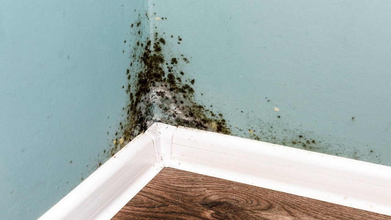 mould on a wall corner