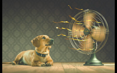 Preventing mould and the importance of ventilation