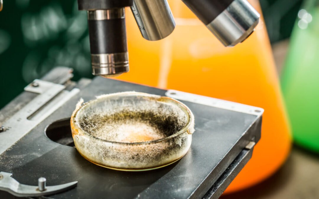 Building accurate pathology surveys vs. basic damp surveys